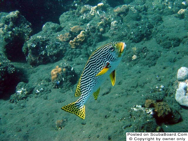 Sweetlips