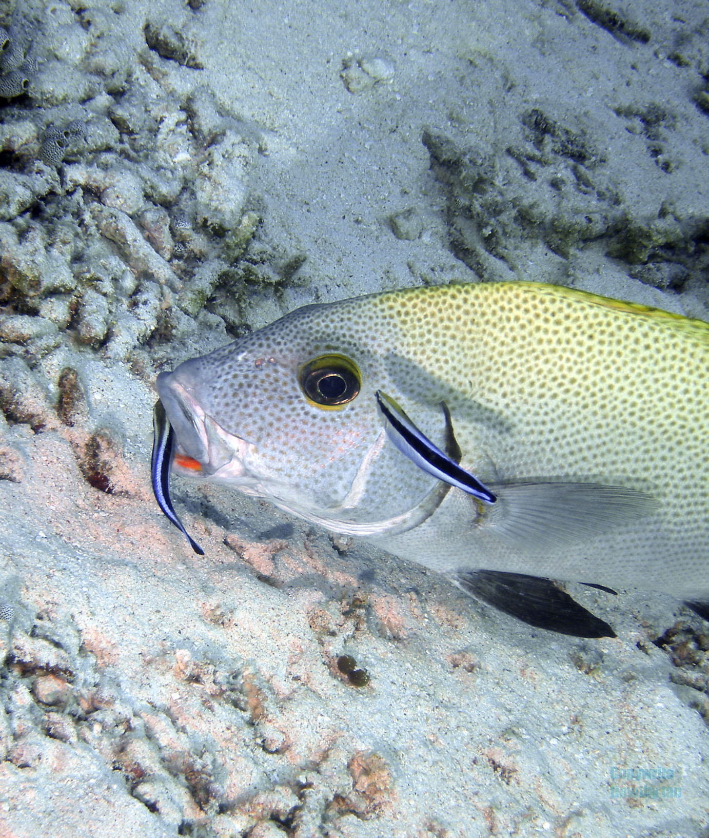 sweetlips_being_cleaned