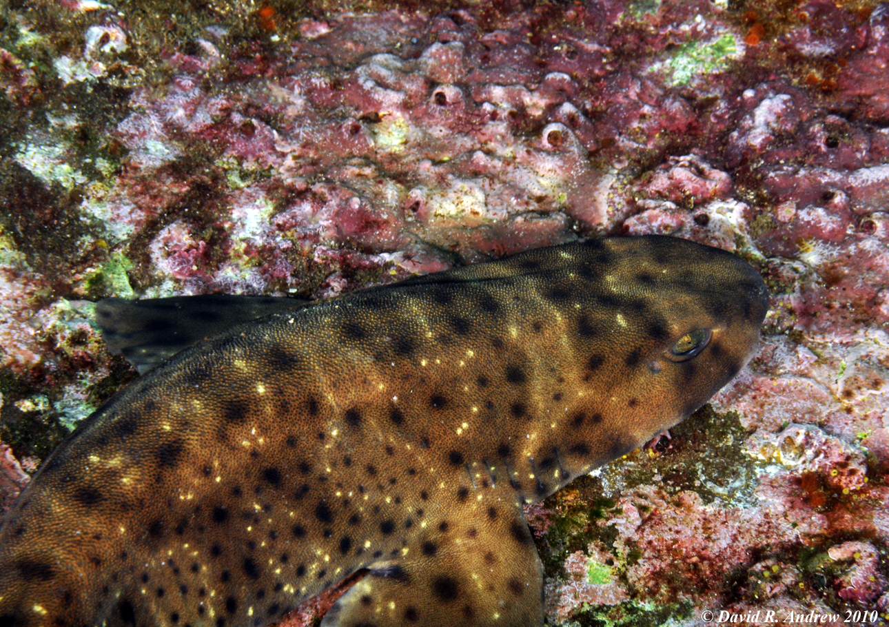 Swell Shark