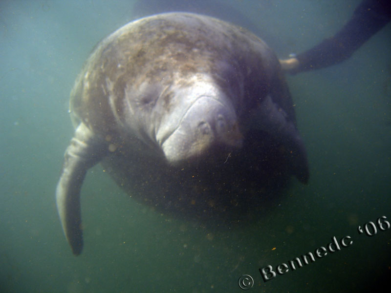 Swim with Manatee