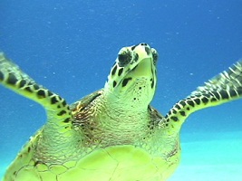 Swim with see turtles in Akumal, Mexico