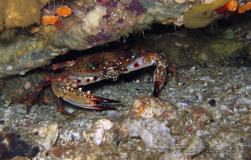 swimming crab