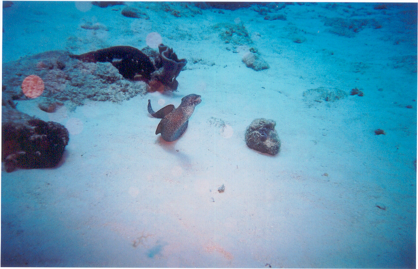 swimming moray