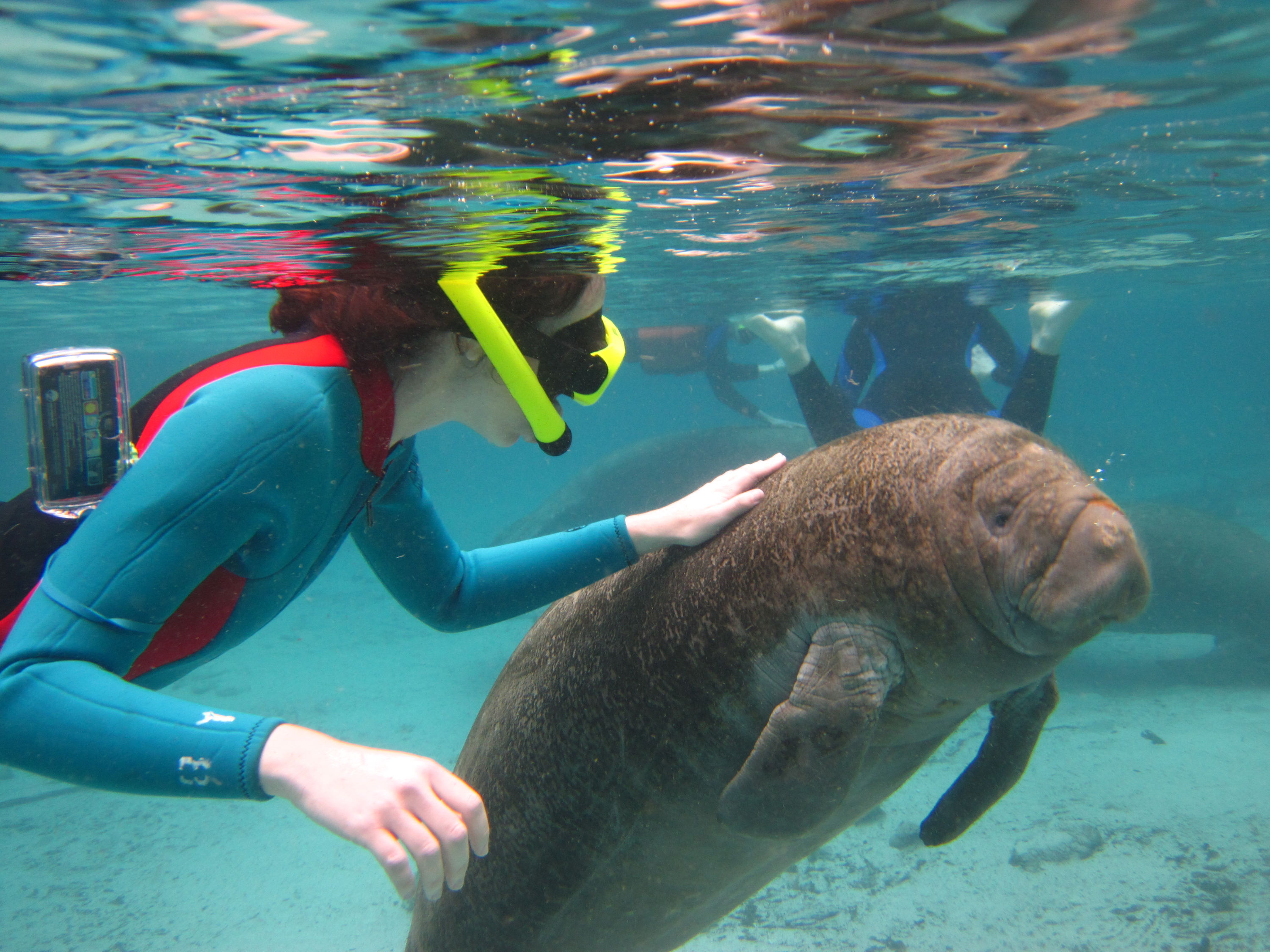 Swimming with Manatees in Crystal River