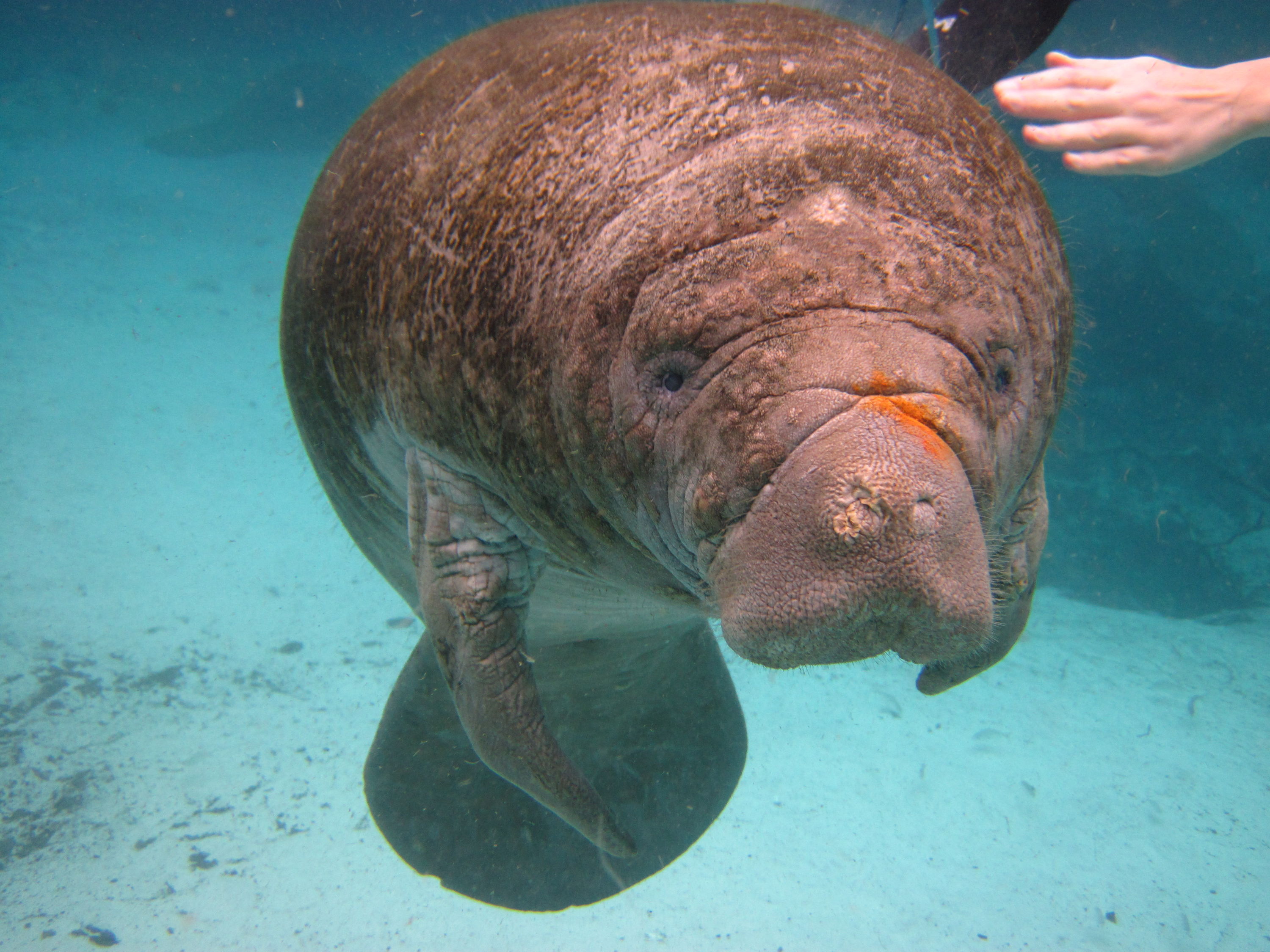 Swimming with Manatees in Crystal River