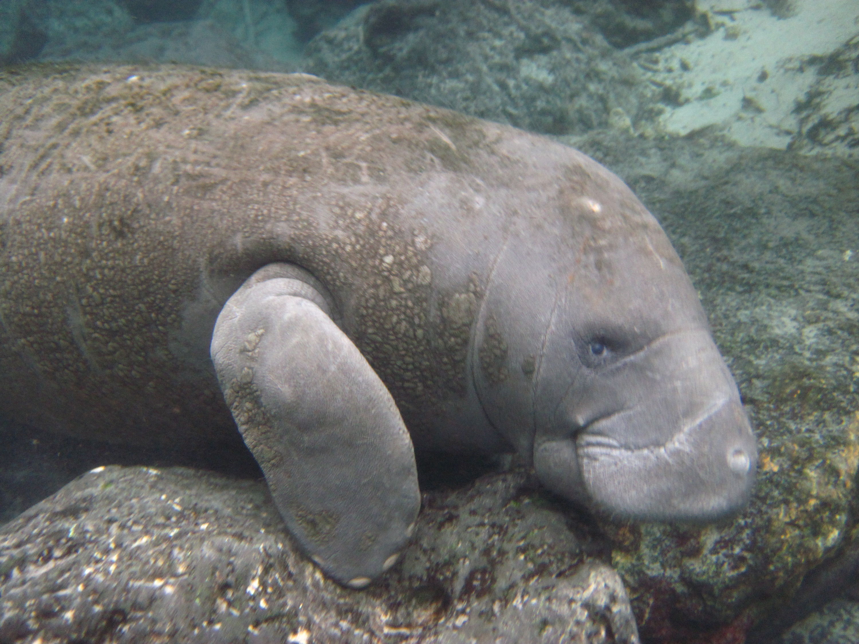 Swimming with Manatees in Crystal River