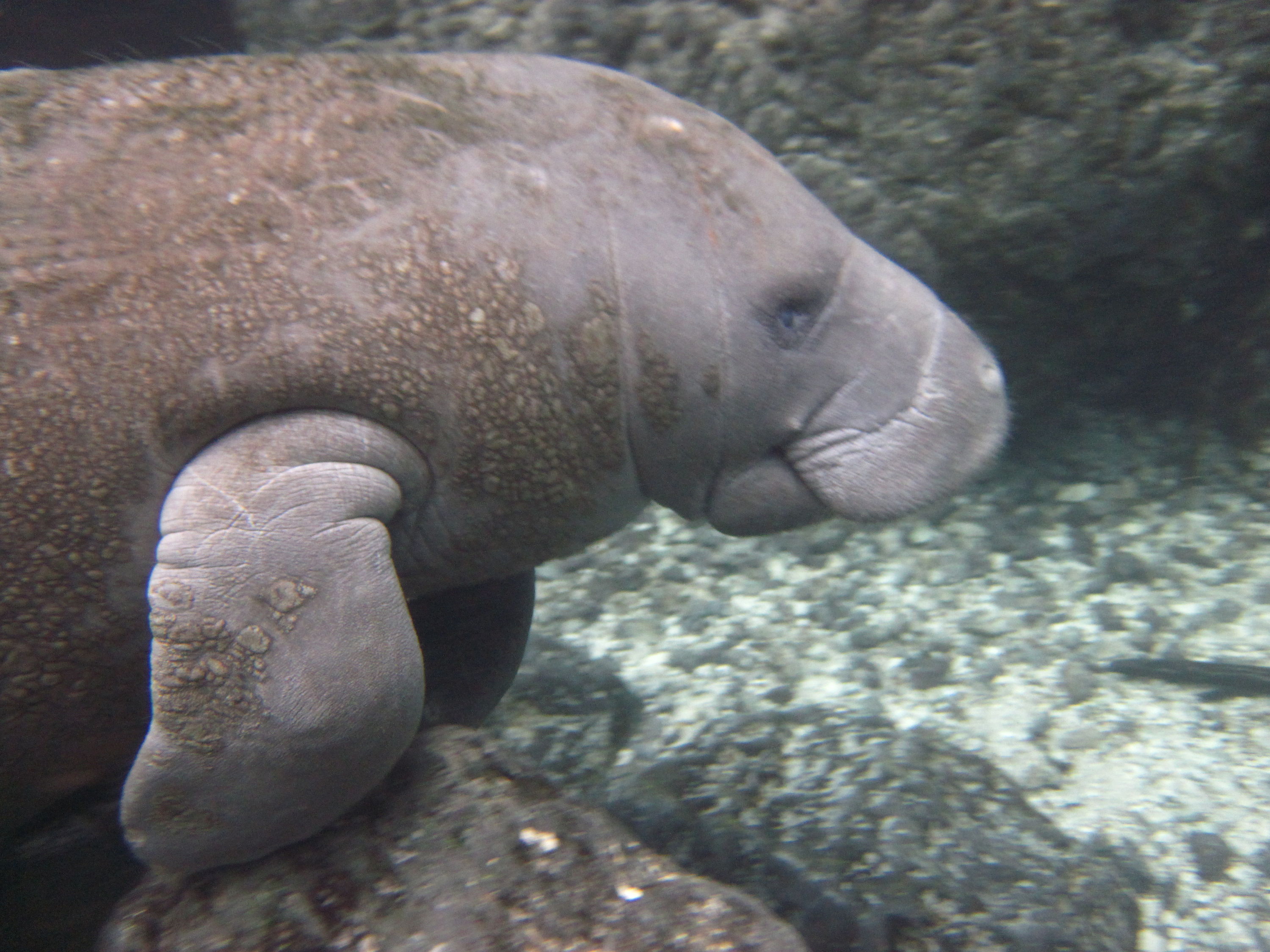 Swimming with Manatees in Crystal River