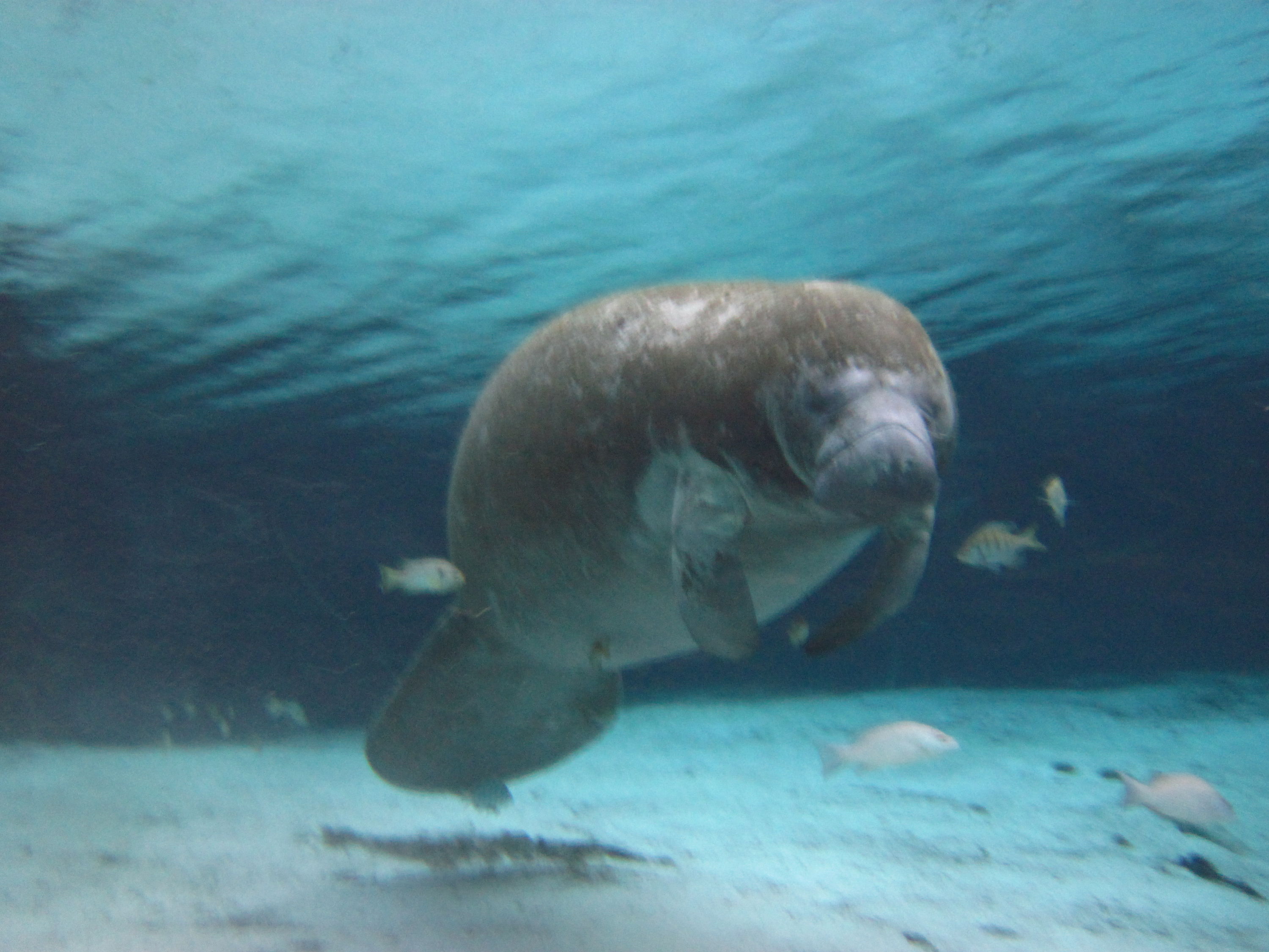 Swimming with Manatees in Crystal River