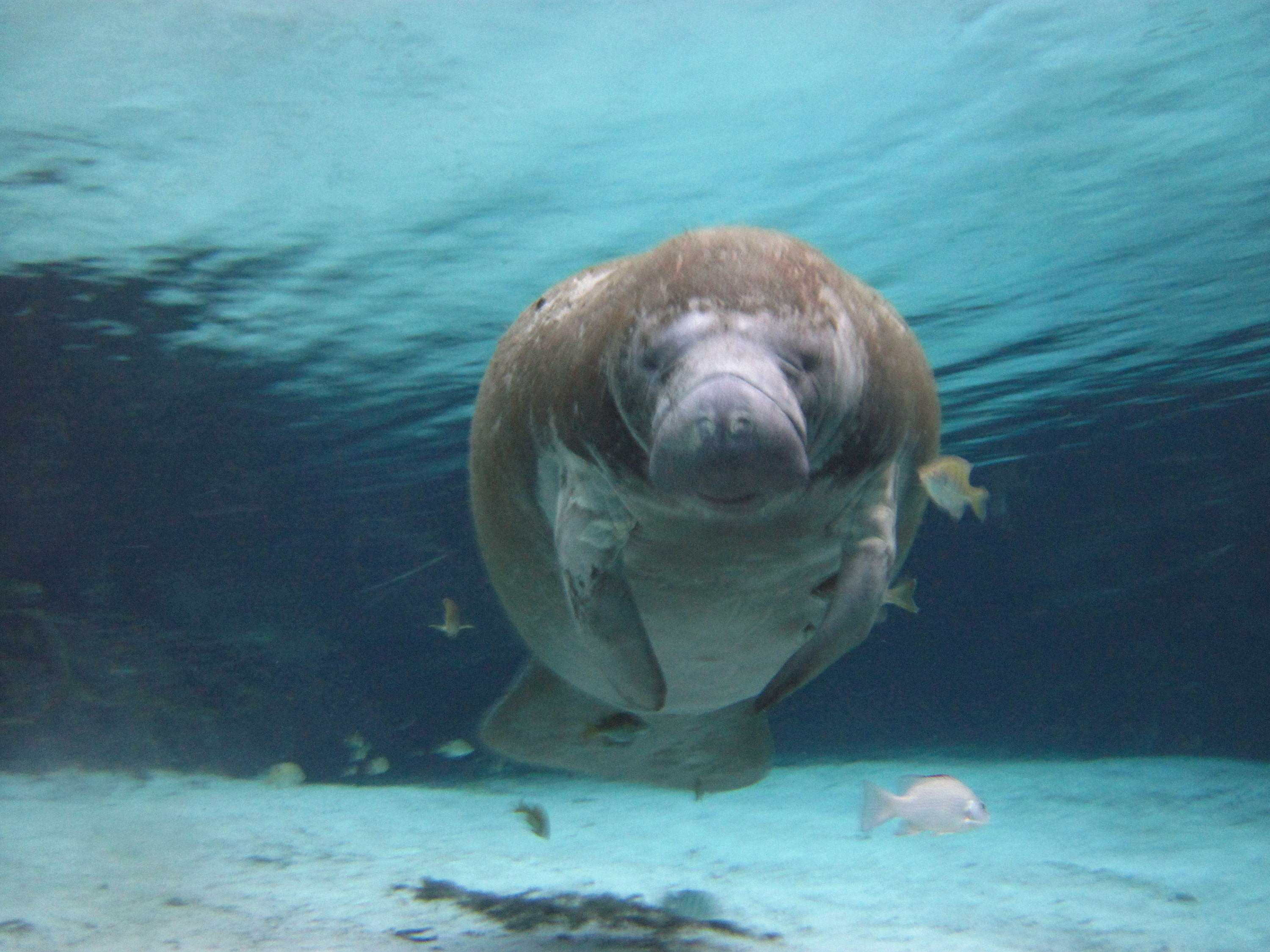 Swimming with Manatees in Crystal River