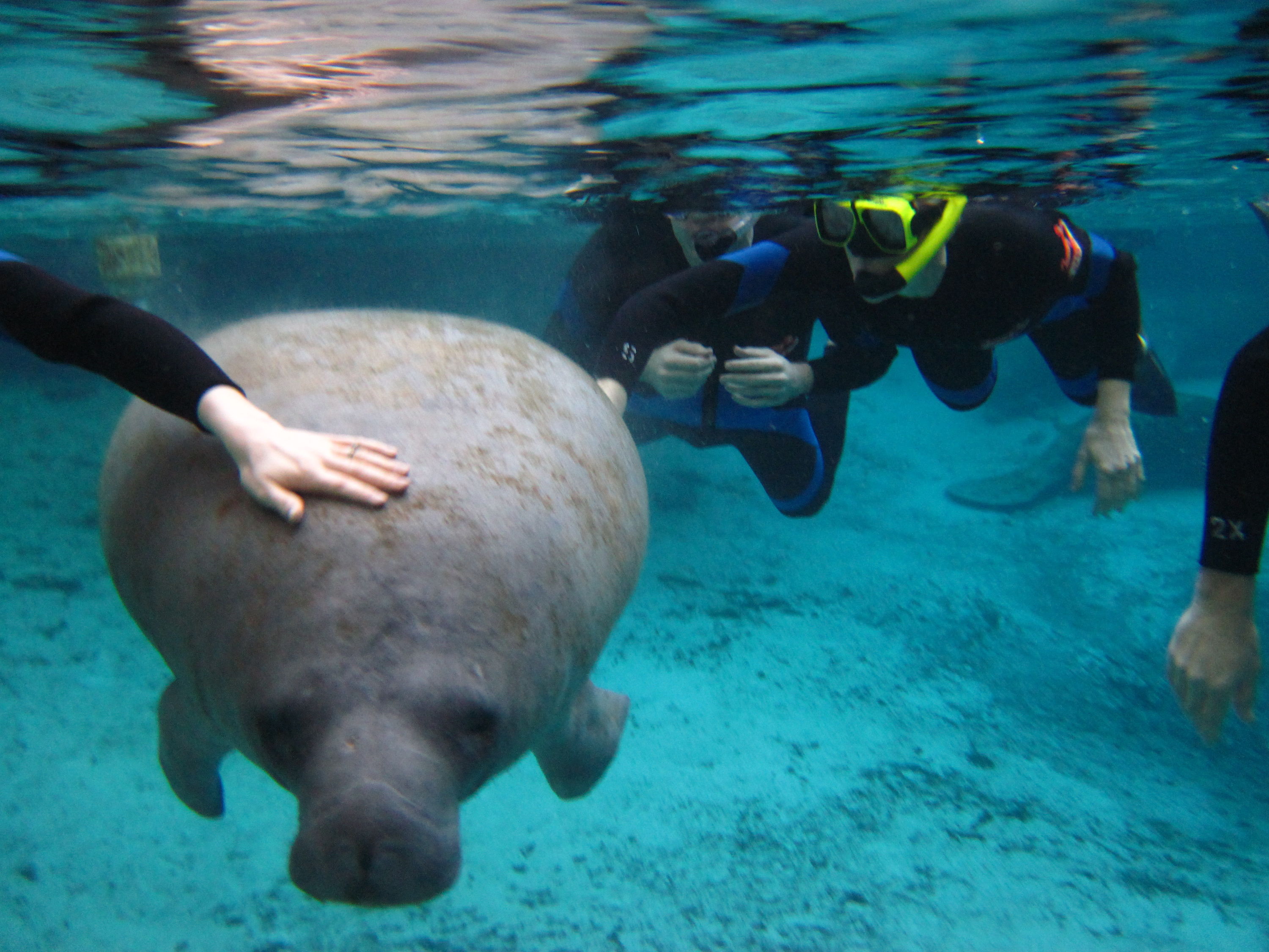 Swimming with Manatees in Crystal River