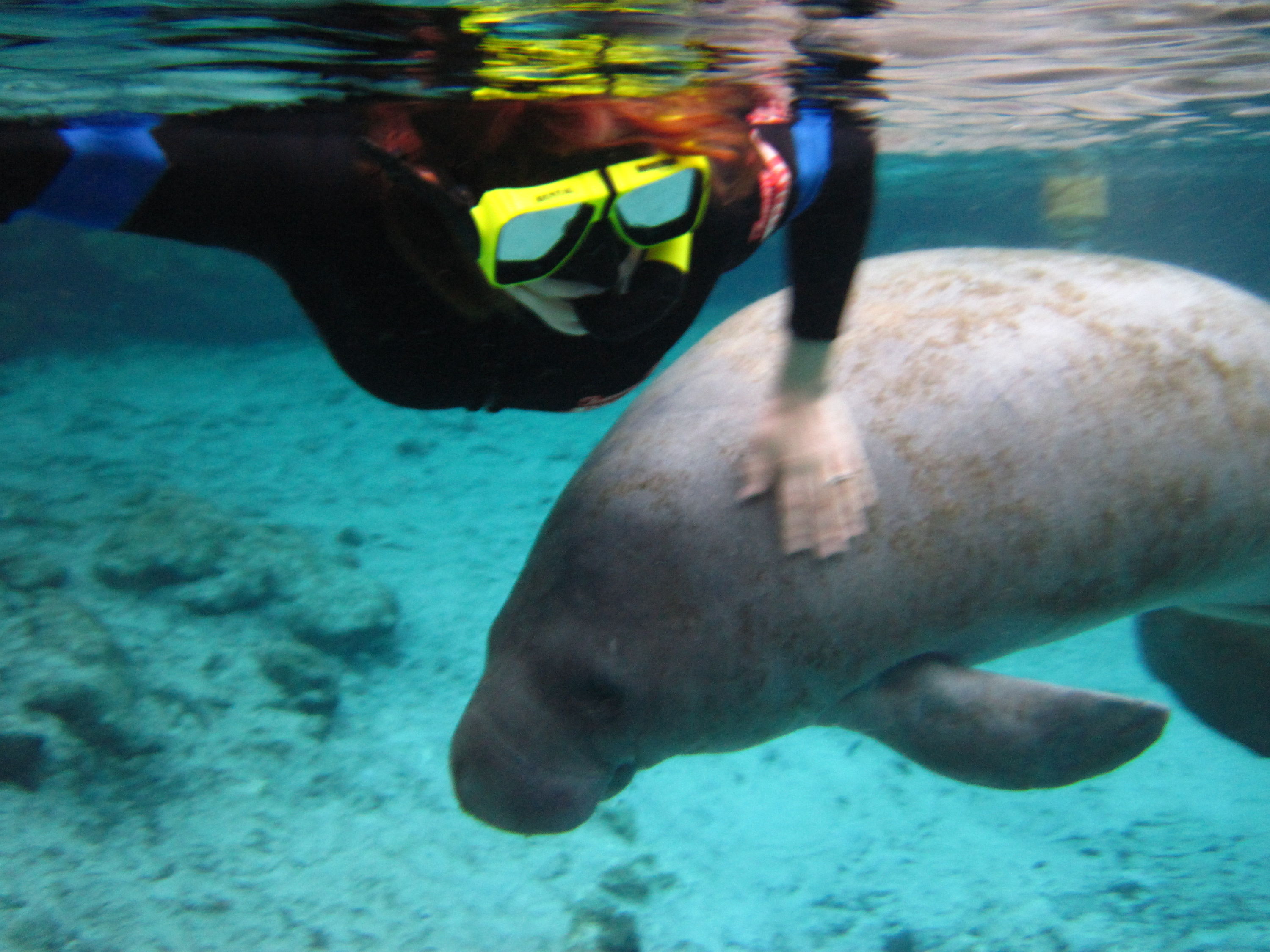 Swimming with Manatees in Crystal River