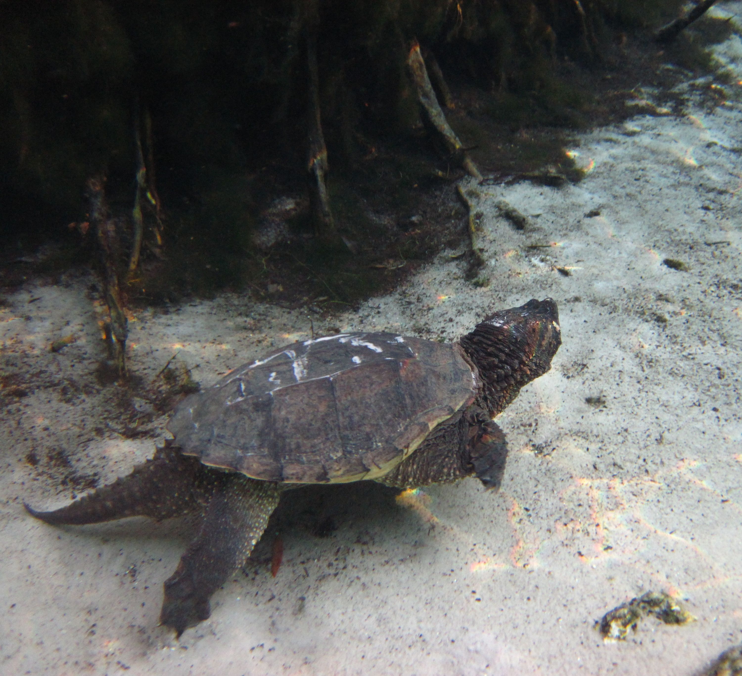 Swimming with Manatees in Crystal River