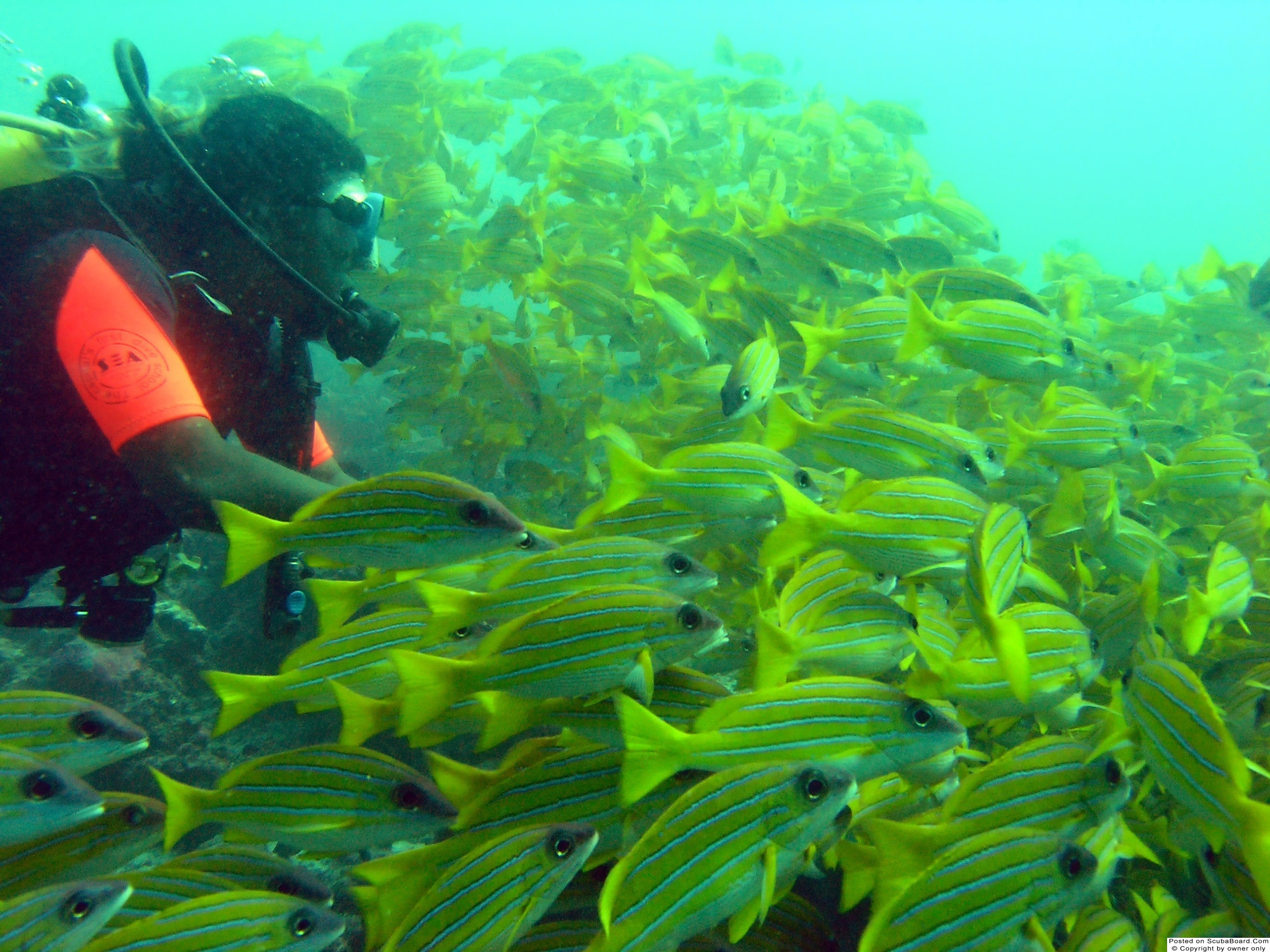 Swimming with snappers