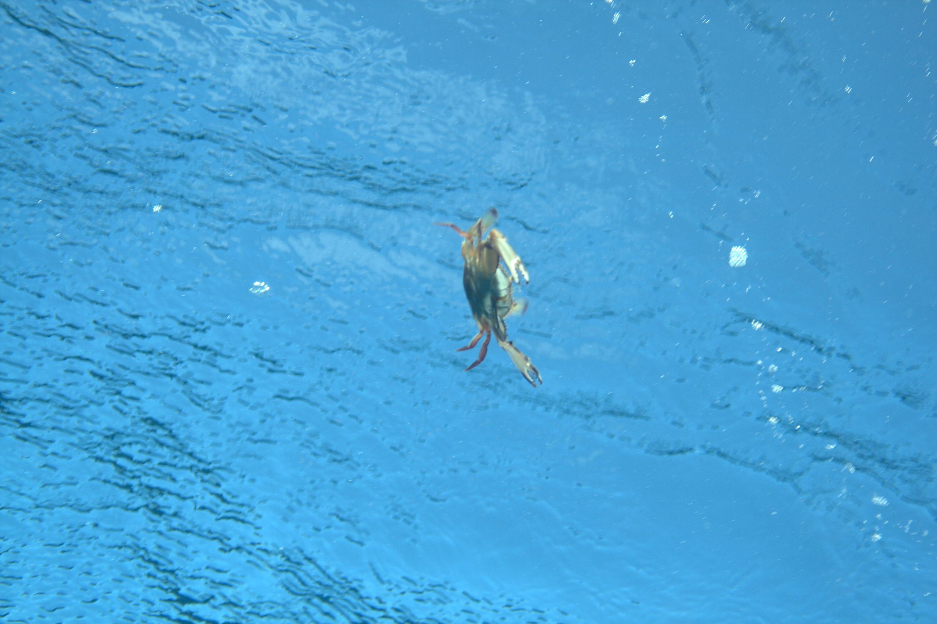 Swimming_attack_crab
