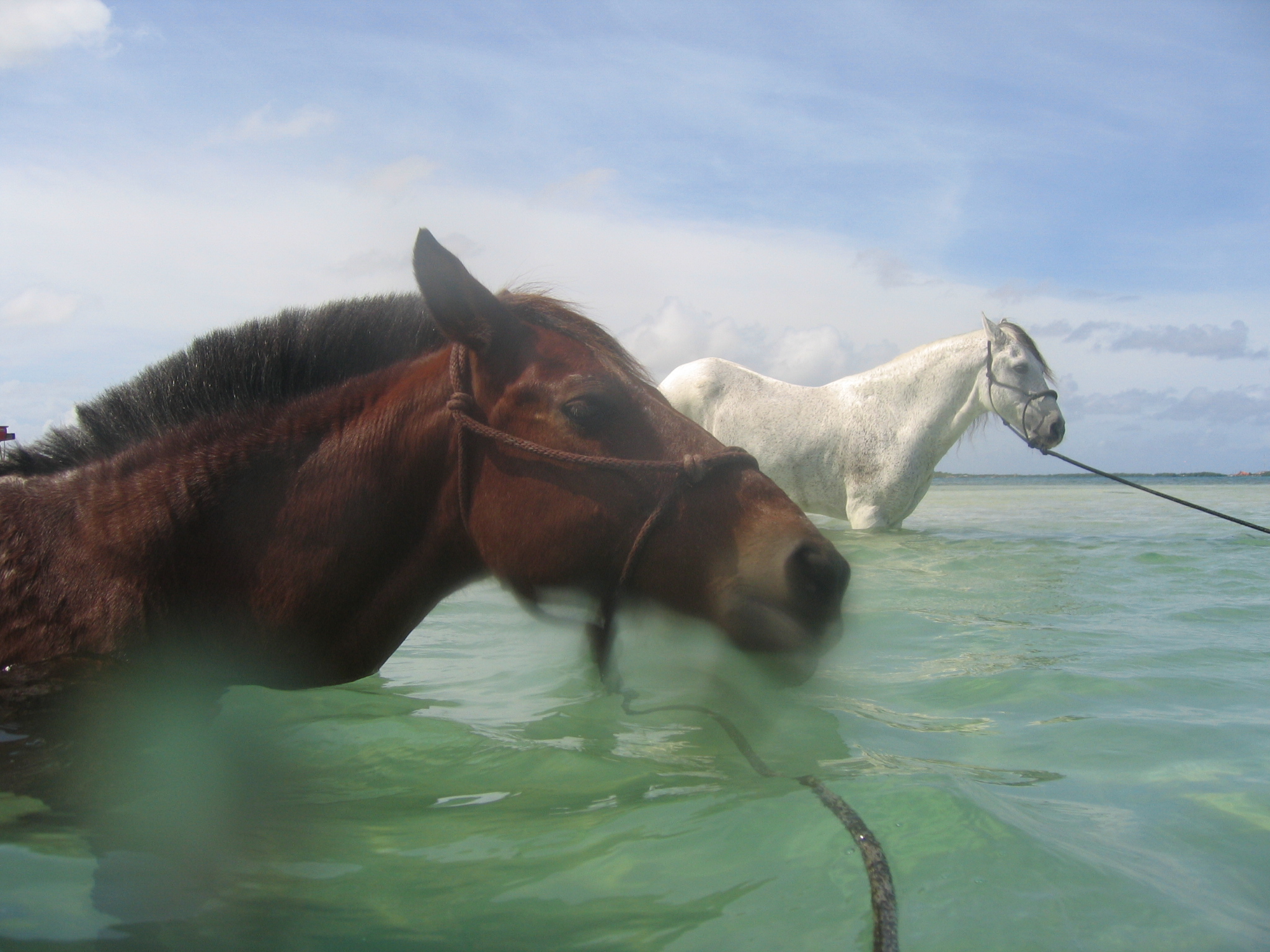 Swimming_Horses