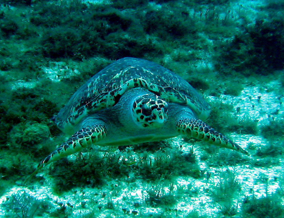 swimming_turtle_crop