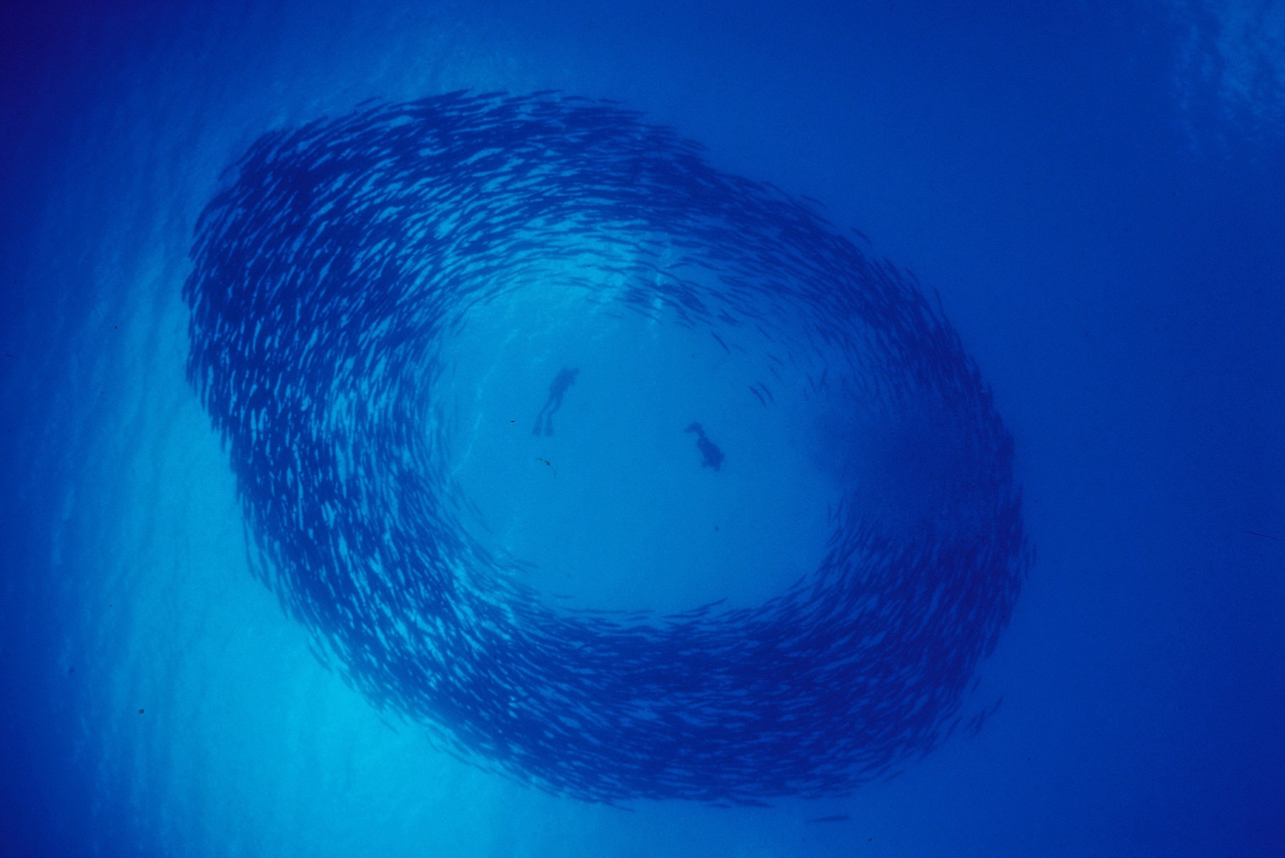 Swirling Barracuda Mary Island