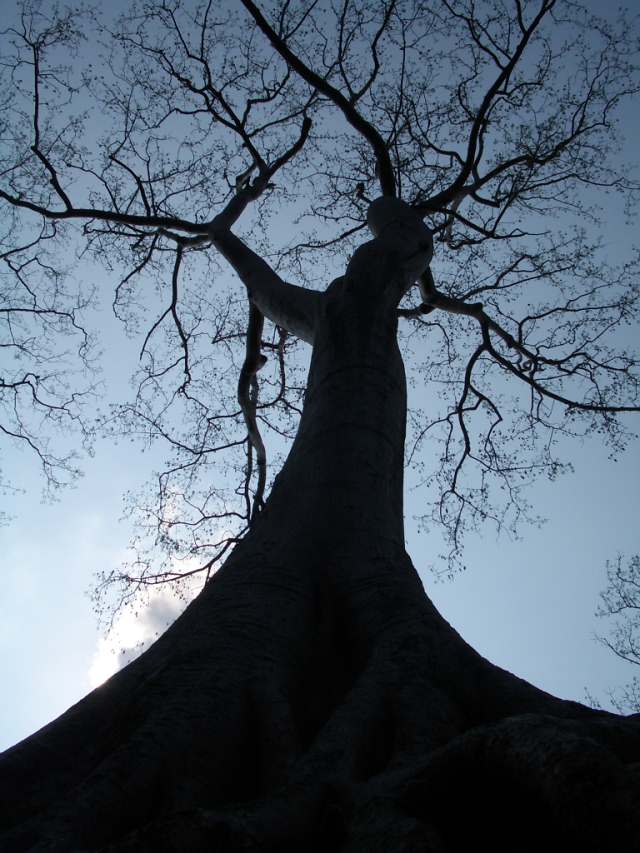 Ta Prohm tree