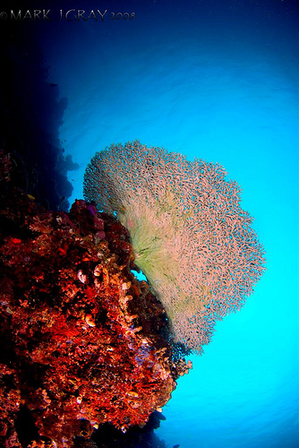 Table Coral