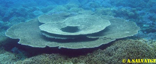 Table coral