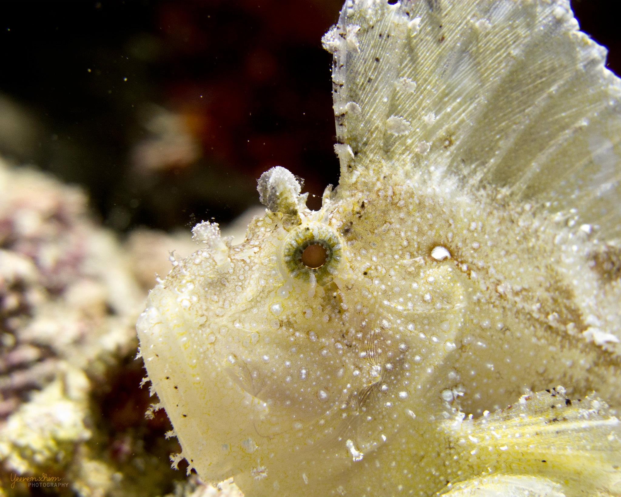 Taenianotus triacanthus (Leaf Scorpionfish)