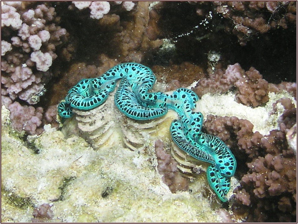 Tahaa_-_Giant_Clam_1