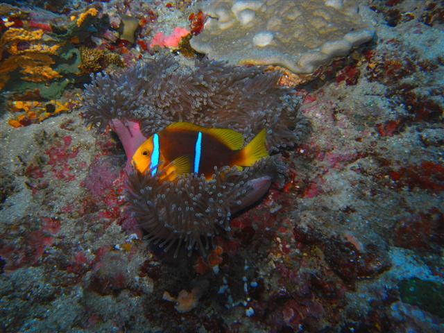 Tahiti Clown Fish