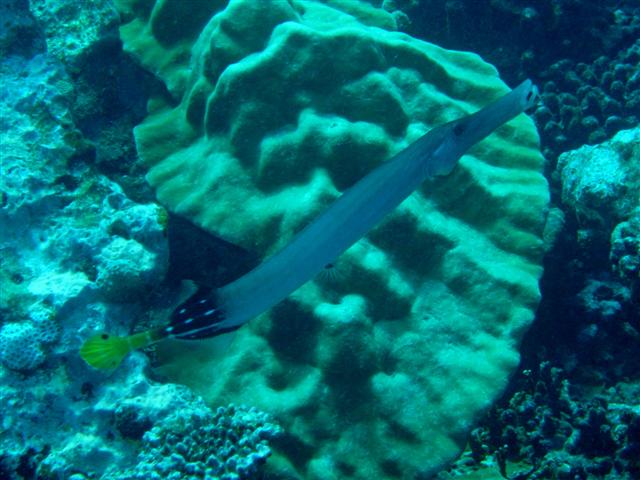 Tahiti Pipe fish