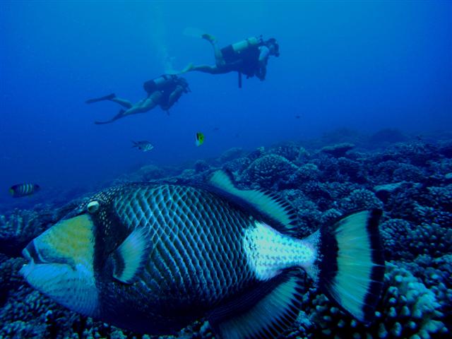 Tahiti Triggerfish