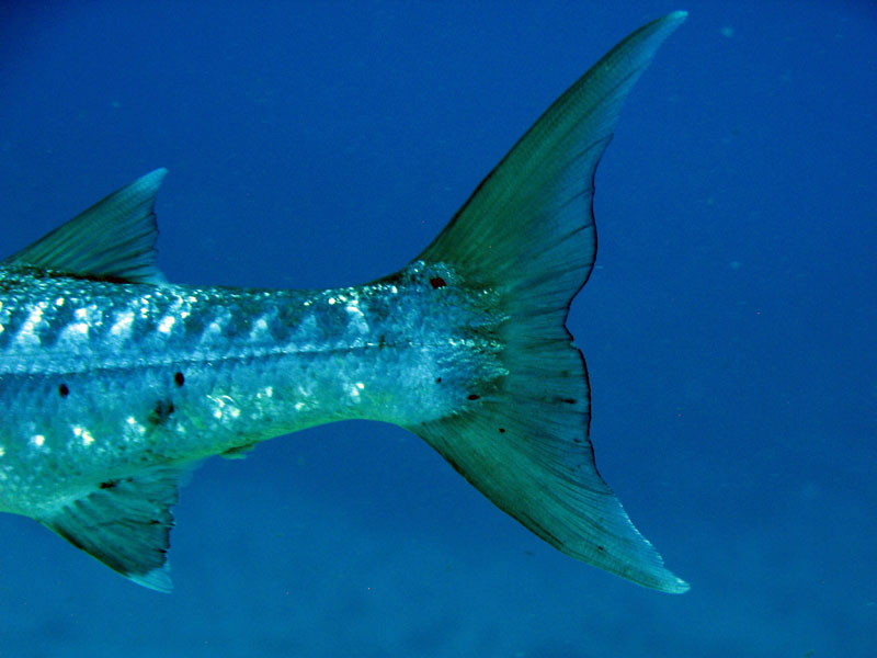 Tail End of Barracuda