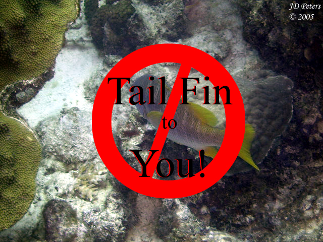 Tail Fin to You!