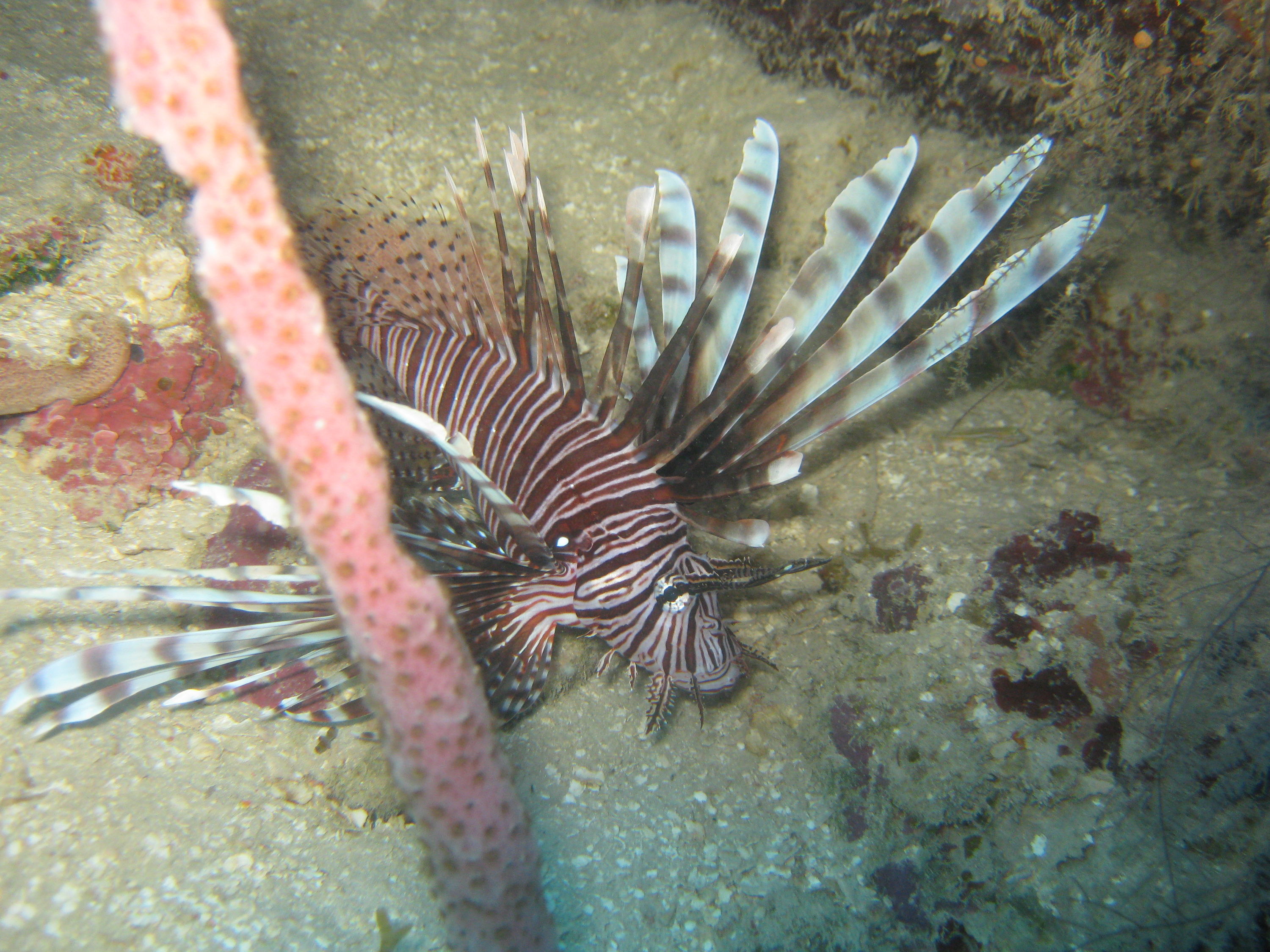 Taken @ roatan , HND August 2010