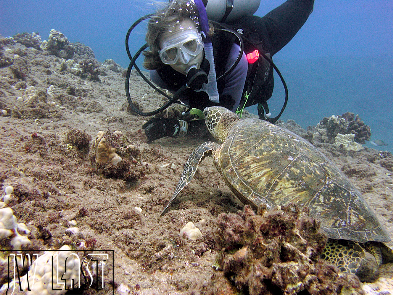 Talking_Turtle