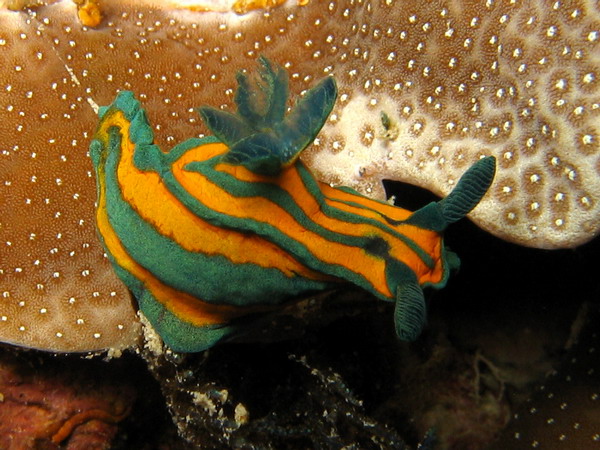 Tambja tentaculata