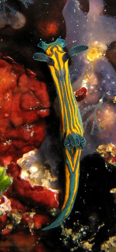 Tambja tentaculata