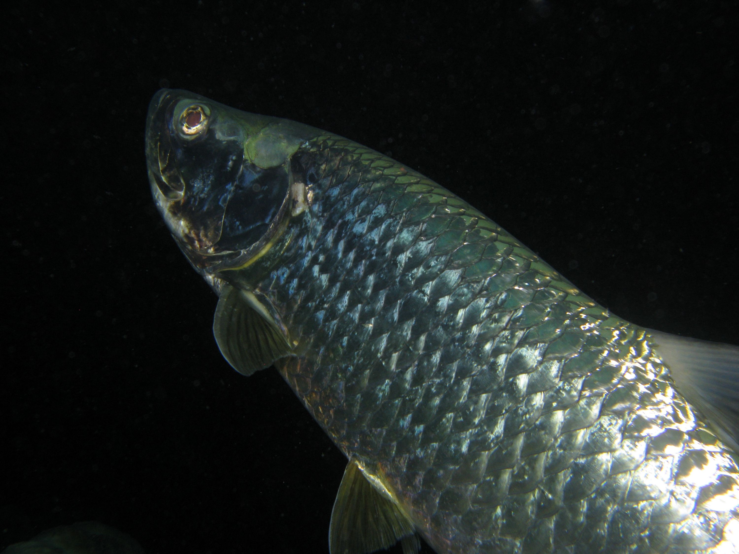 Tarpon at night