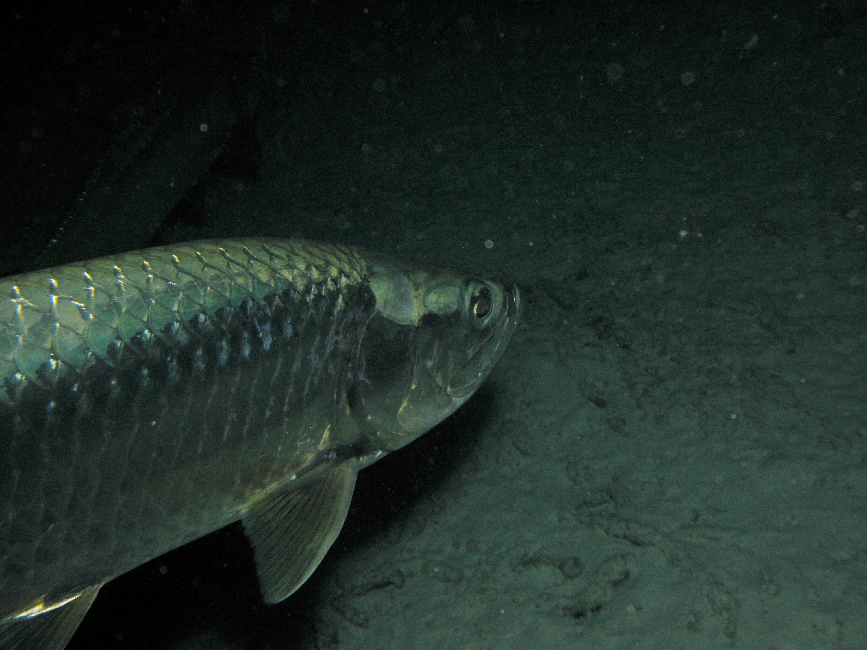 Tarpon at night