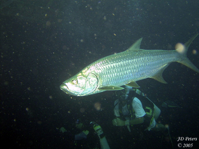 Tarpon at the Hilma