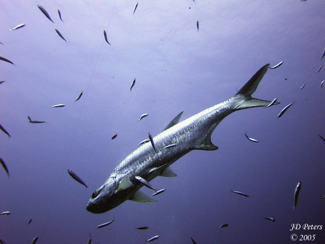 Tarpon on Patrol