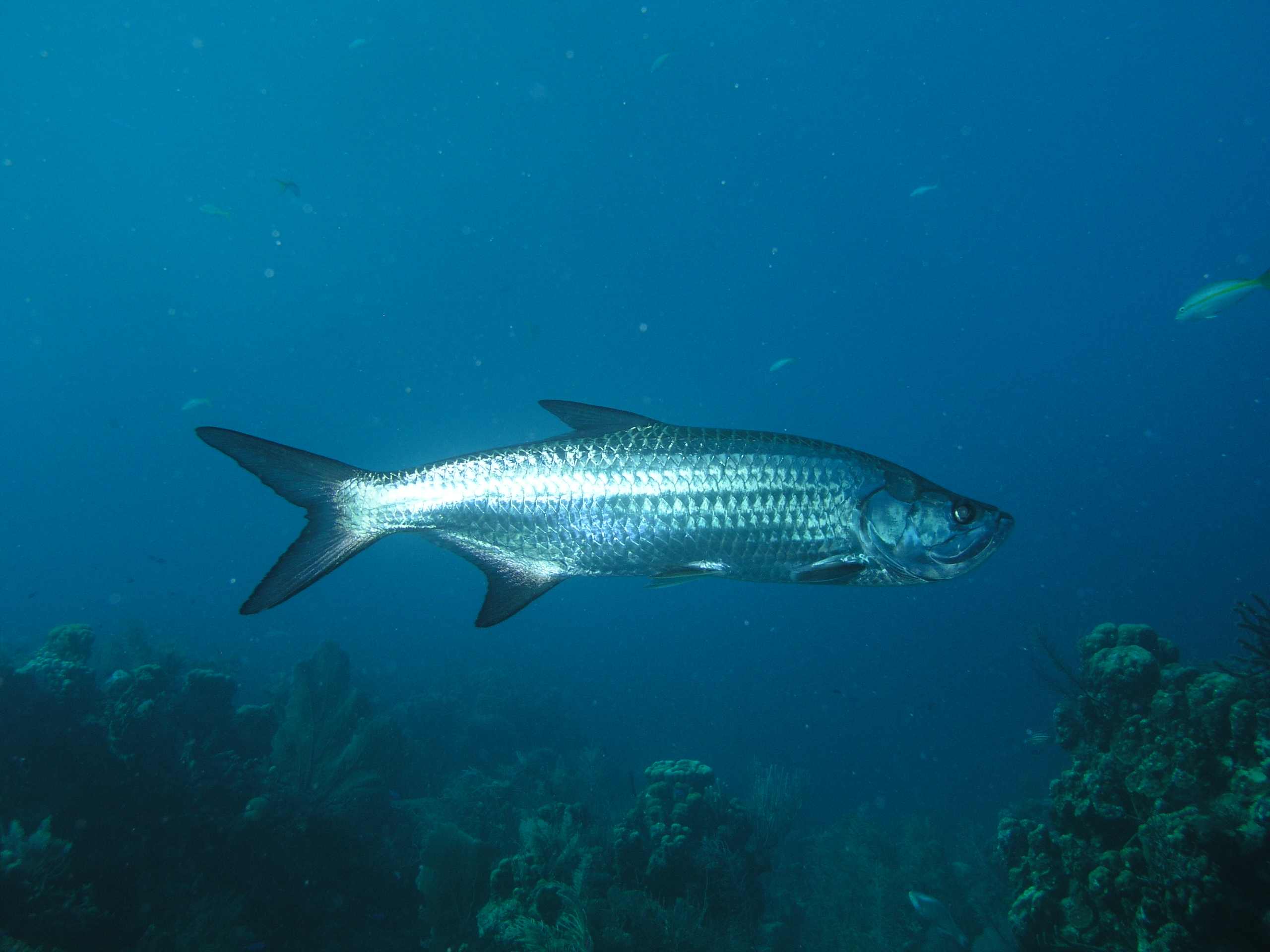 Tarpon