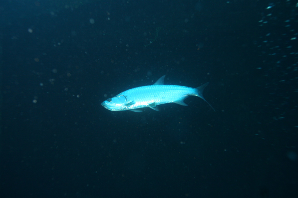 tarpon1