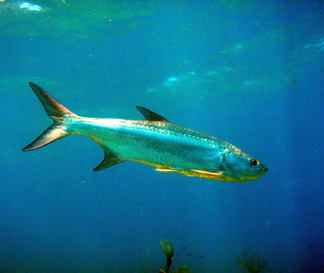 tarpon3