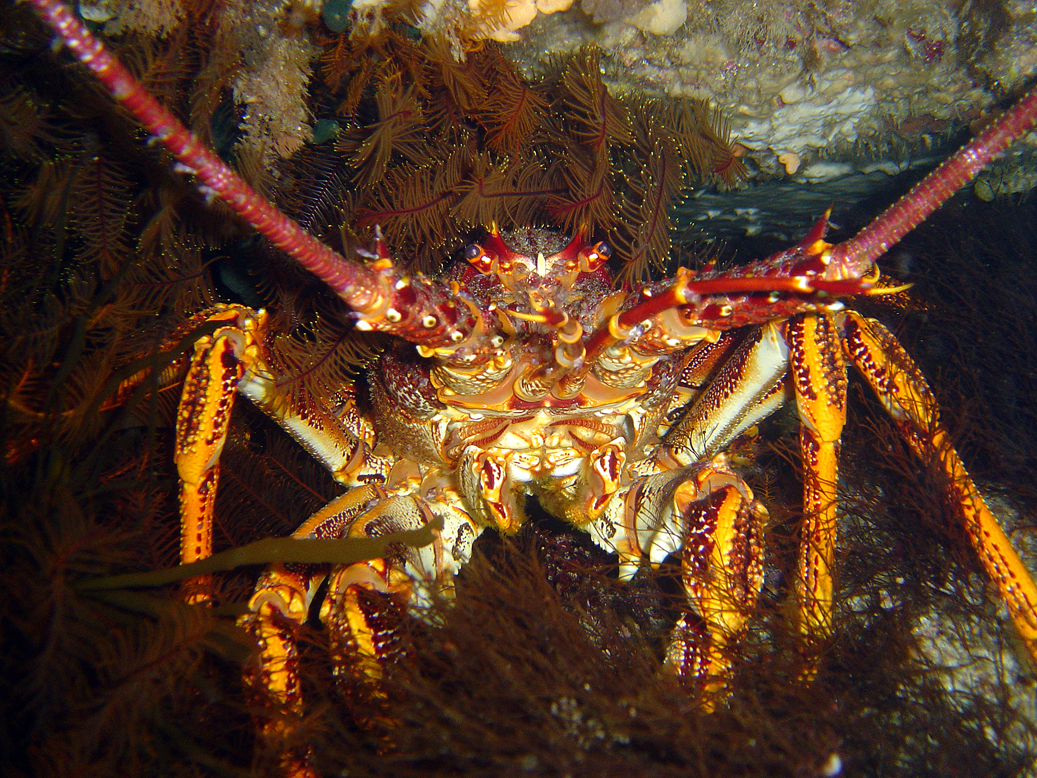 Tasmanian Crayfish