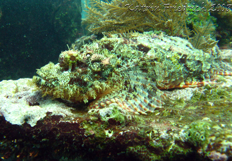 tasseled scorpionfish