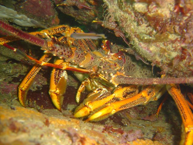 Tassie Crayfish