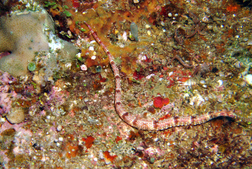 Tassled Pipefish