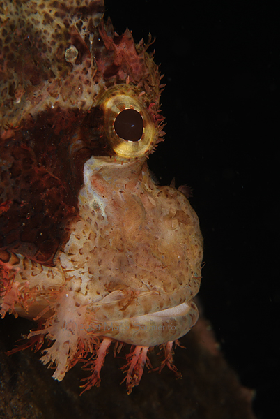 Tassled Scorpionfish