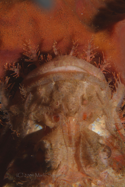Tassled (Smallscale) Scorpionfish