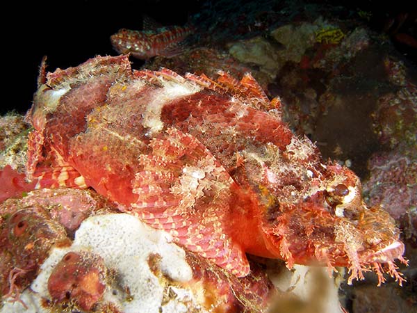 tassledlionfish