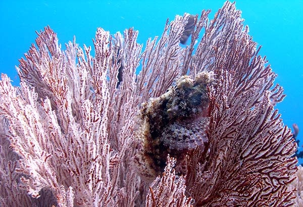 tassledlionfish2